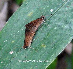 Synapte malitiosa