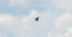Circaetus