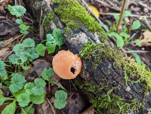 Rhodotus palmatus — (c) Viktor, some rights reserved (CC BY)