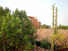 Cactaceae