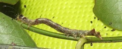 Corgatha wojtusiaki