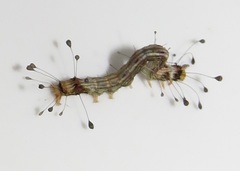 Corgatha wojtusiaki