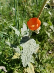 Sphaeralcea coulteri