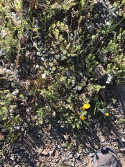 Lepidium lasiocarpum