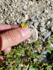 Acmispon maritimus brevivexillus