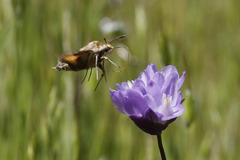 Proserpinus clarkiae