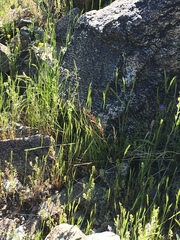Festuca octoflora