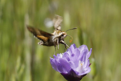 Proserpinus clarkiae