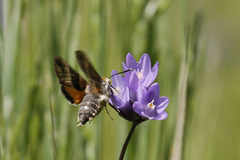 Proserpinus clarkiae