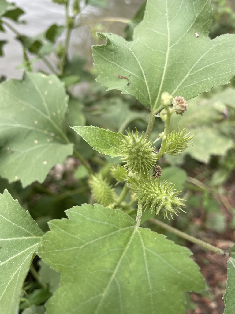 rough cocklebur from San Marcos River, Gonzales, TX, US on October 6