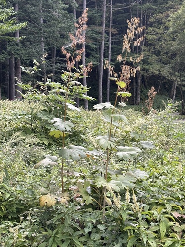Macleaya cordata