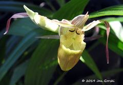 Phragmipedium