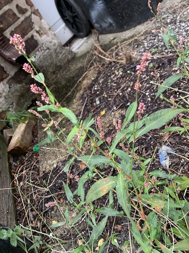Representative image of Persicaria maculosa maculosa