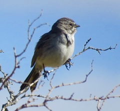 Artemisiospiza belli