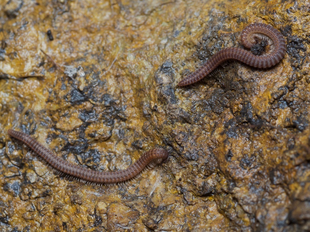 Abacion texensis
