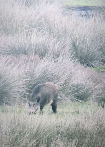 Sanglier
