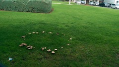 Agaricales