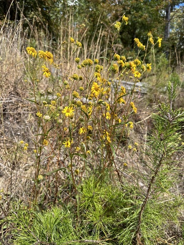 Image of Helianthus longifolius by (c) Matt Berger, some rights reserved (CC BY)