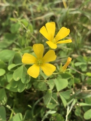 Oxalis texana