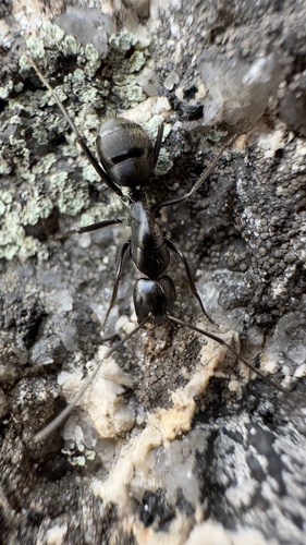 Japanese Carpenter Ant