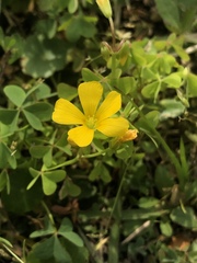 Oxalis texana