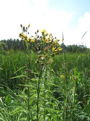 Jacobaea paludosa lanata