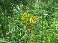 Jacobaea paludosa lanata