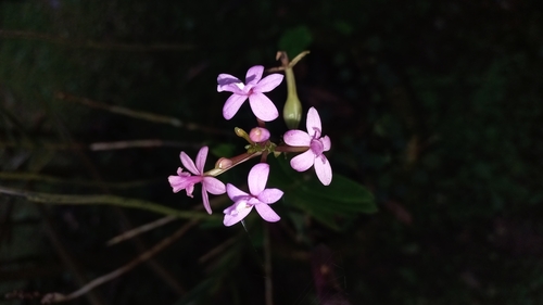 Image of Epidendrum secundum by (c) Patrícia Mees, some rights reserved (CC BY)