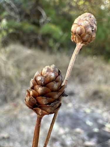 Image of Xyris torta by (c) Matt Berger, some rights reserved (CC BY)