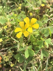 Oxalis texana