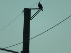 Haliaeetus leucocephalus image