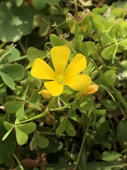Oxalis texana