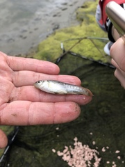 Fundulus parvipinnis