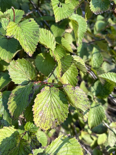 Image of Viburnum alabamense by (c) Matt Berger, some rights reserved (CC BY)