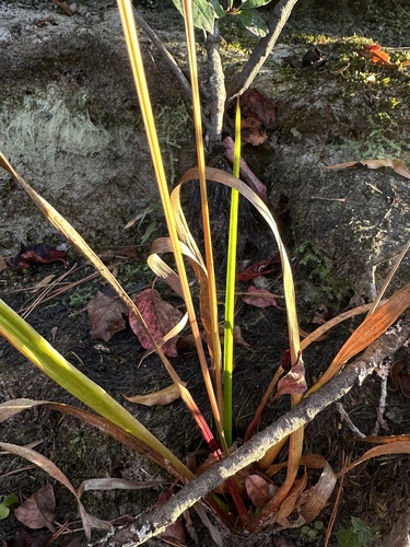 Xyris laxifolia, photograph 3