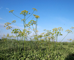 Pastinaca clausii