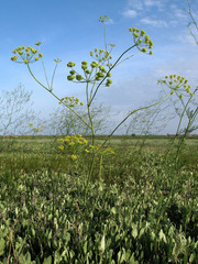 Pastinaca clausii