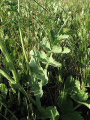 Pastinaca clausii