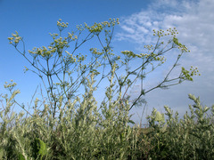 Chaerophyllum prescottii