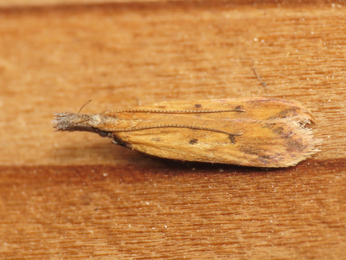 Dichomeris limosellus