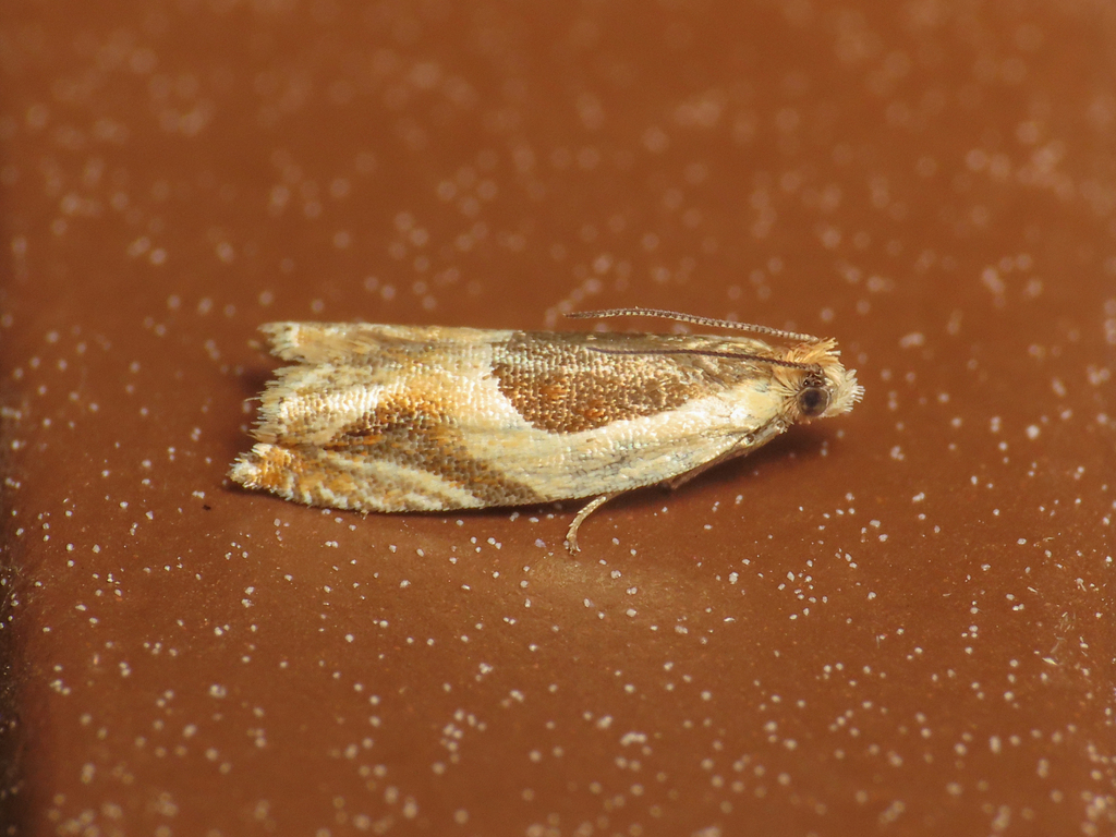 Fen Roller