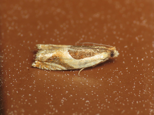 Fen Roller