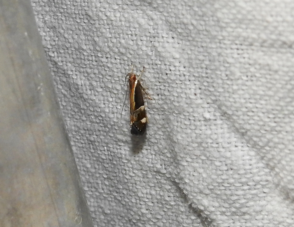 Helcystogramma lamprostoma