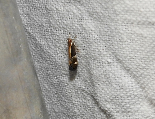 Helcystogramma lamprostoma