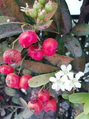 Pyracantha koidzumii