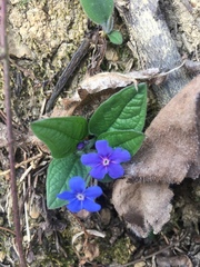 Omphalodes verna