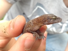 Hemidactylus angulatus