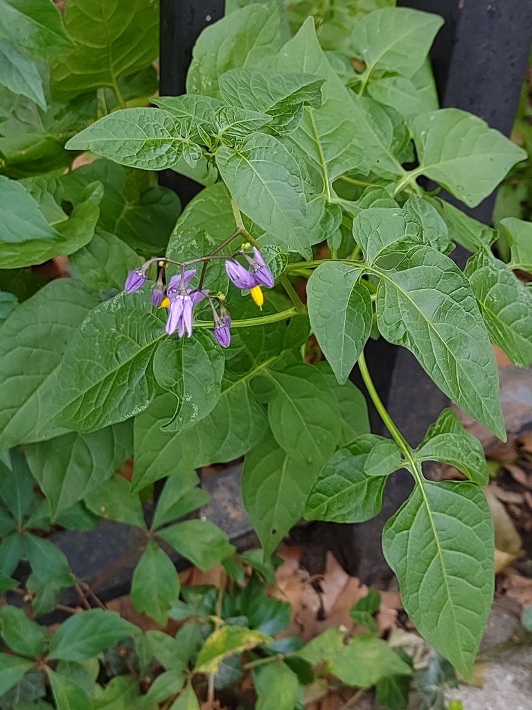 bittersweet nightshade from E Houston St/Av A, New York, NY 10009, USA