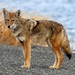 California Valley Coyote - Photo USFWS Pacific Southwest Region, no known copyright restrictions (public domain)