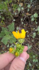 Copestylum tamaulipanum